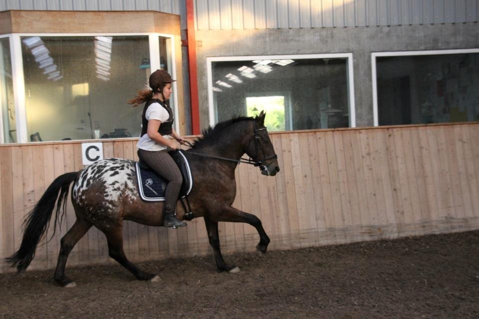 Appaloosa Rasmus *Rideskole hest* billede 6