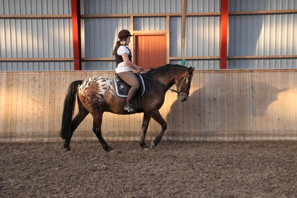 Appaloosa Rasmus *Rideskole hest* billede 7