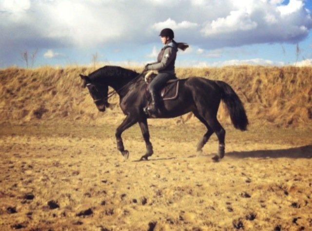 Dansk Varmblod - Carnival (B-HEST) [HIMMEL HEST] - 11) billede 11