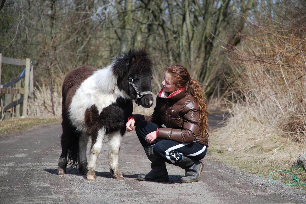 Miniature Shetlænder lille hesten billede 8