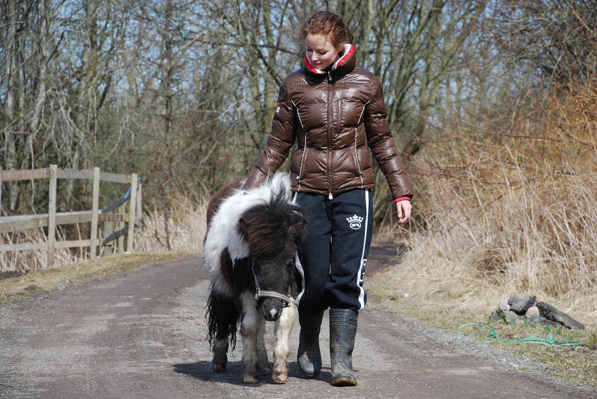 Miniature Shetlænder lille hesten billede 5