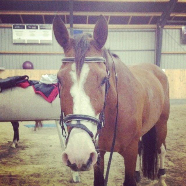 Holstener Fruerholm's Cato - EM 2014! billede 16