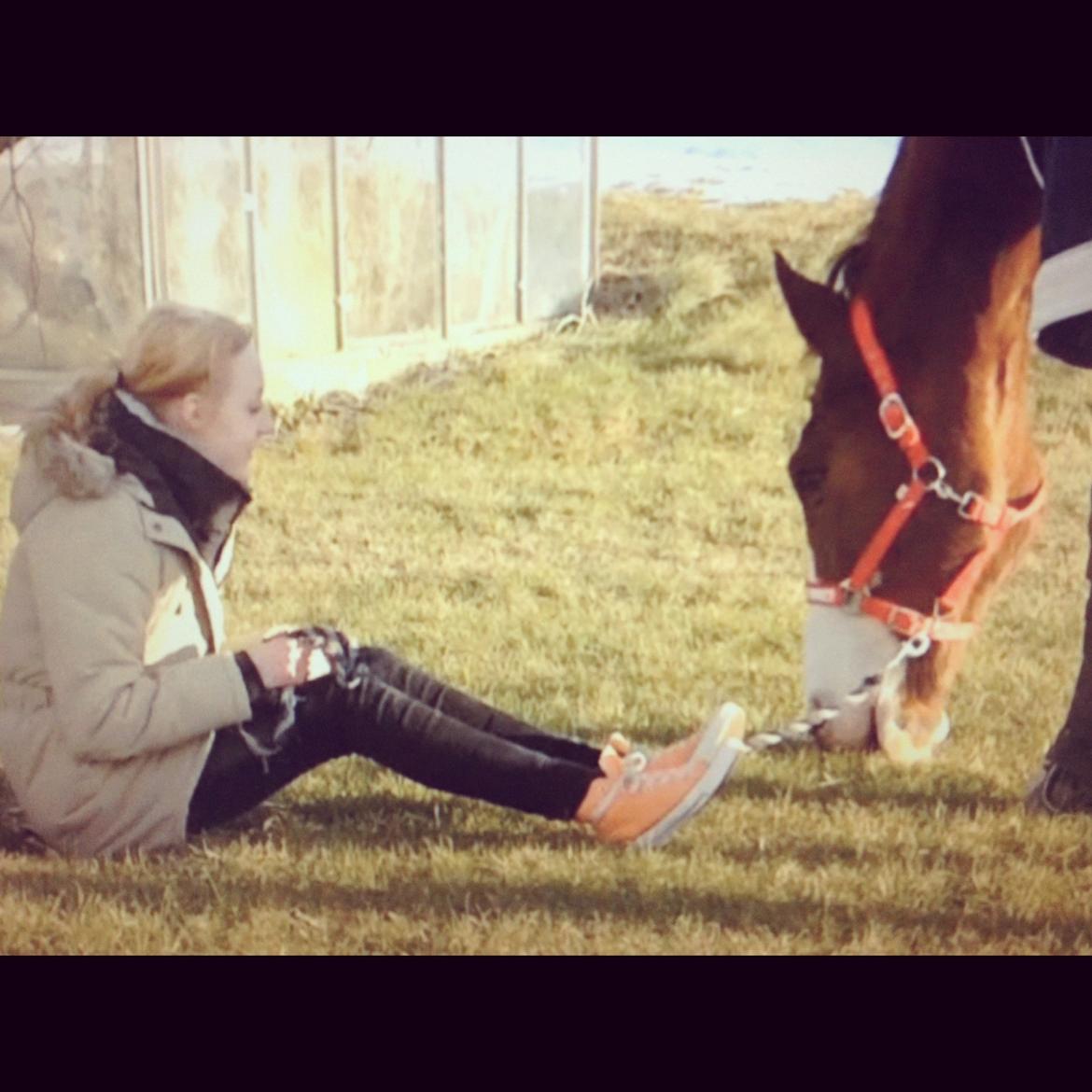 Holstener Fruerholm's Cato - EM 2014! billede 20