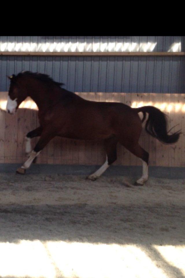 Holstener Fruerholm's Cato - EM 2014! billede 23