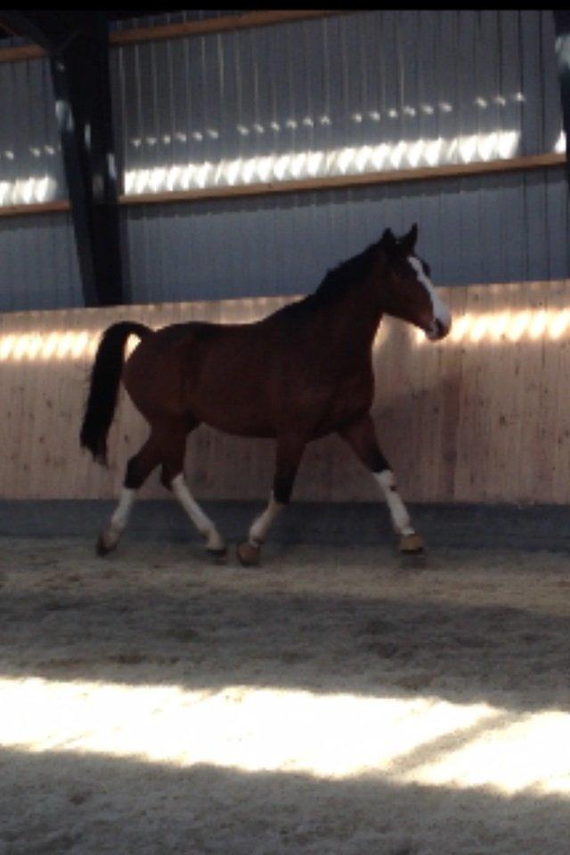 Holstener Fruerholm's Cato - EM 2014! billede 25