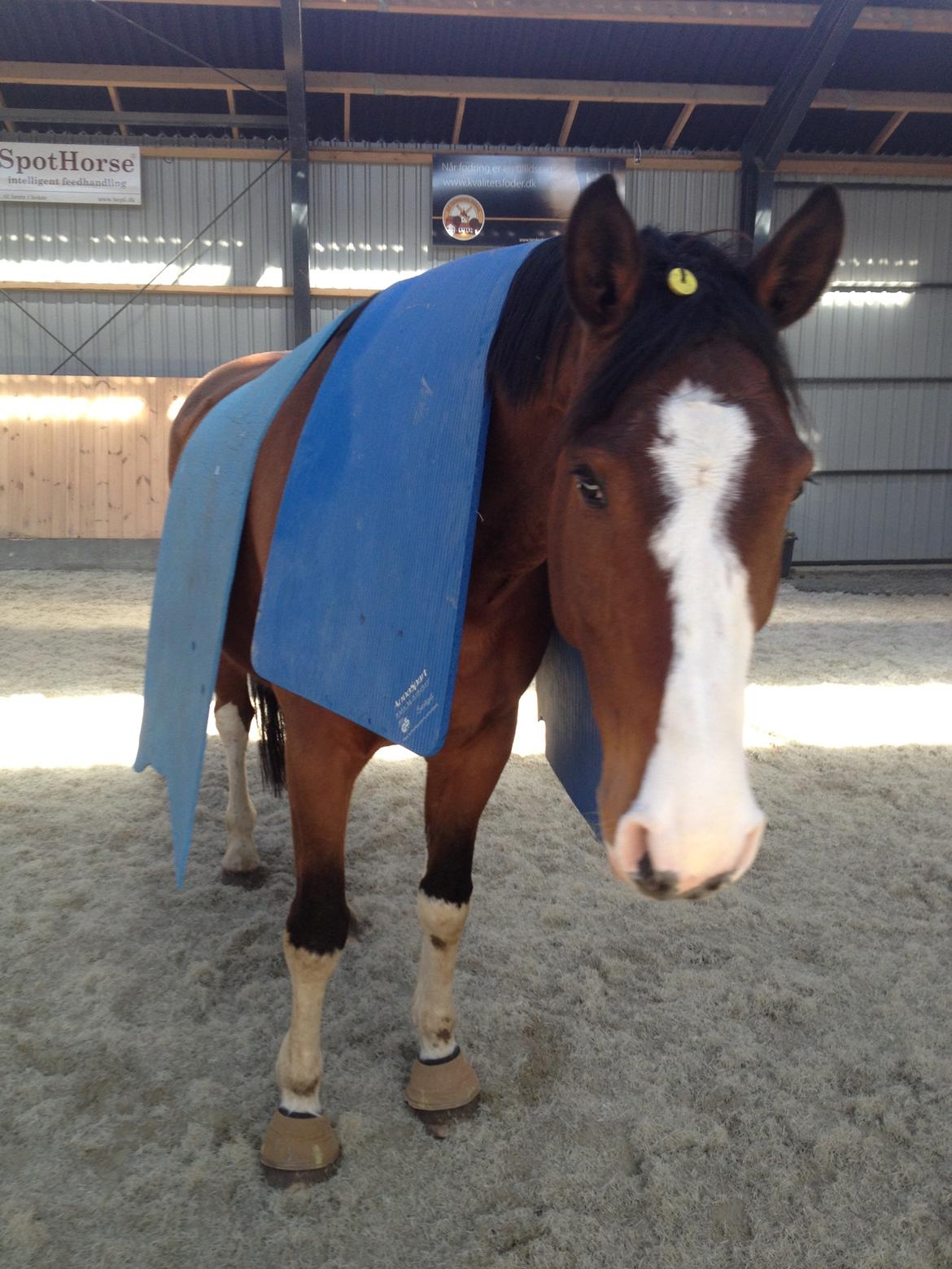 Holstener Fruerholm's Cato - EM 2014! billede 29