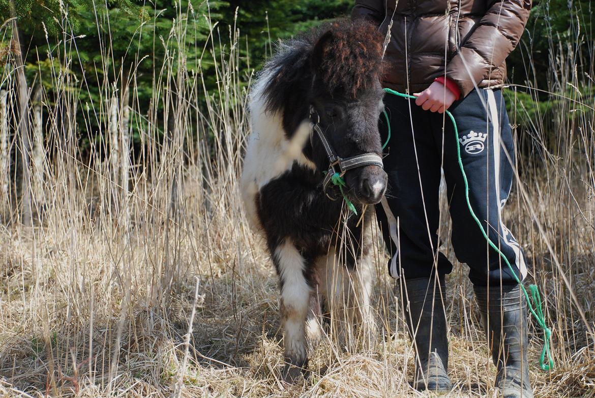 Miniature Shetlænder lille hesten billede 6