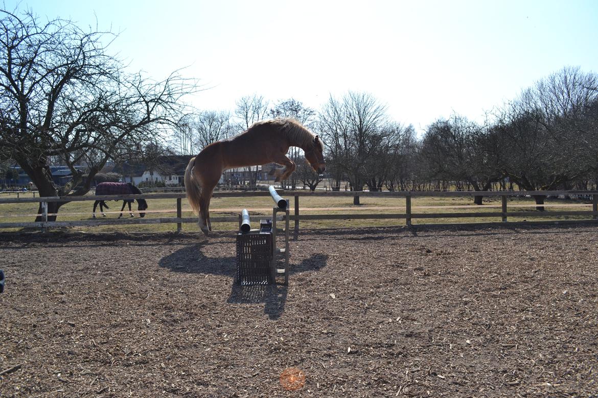 Haflinger Monday Vanja R.I.P - :) billede 9
