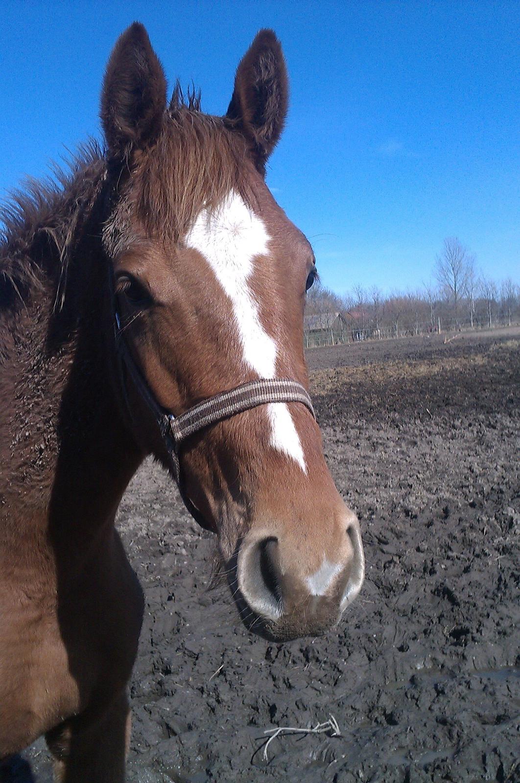 Dansk Varmblod Philipa - Forår 2013!.<3333 billede 8