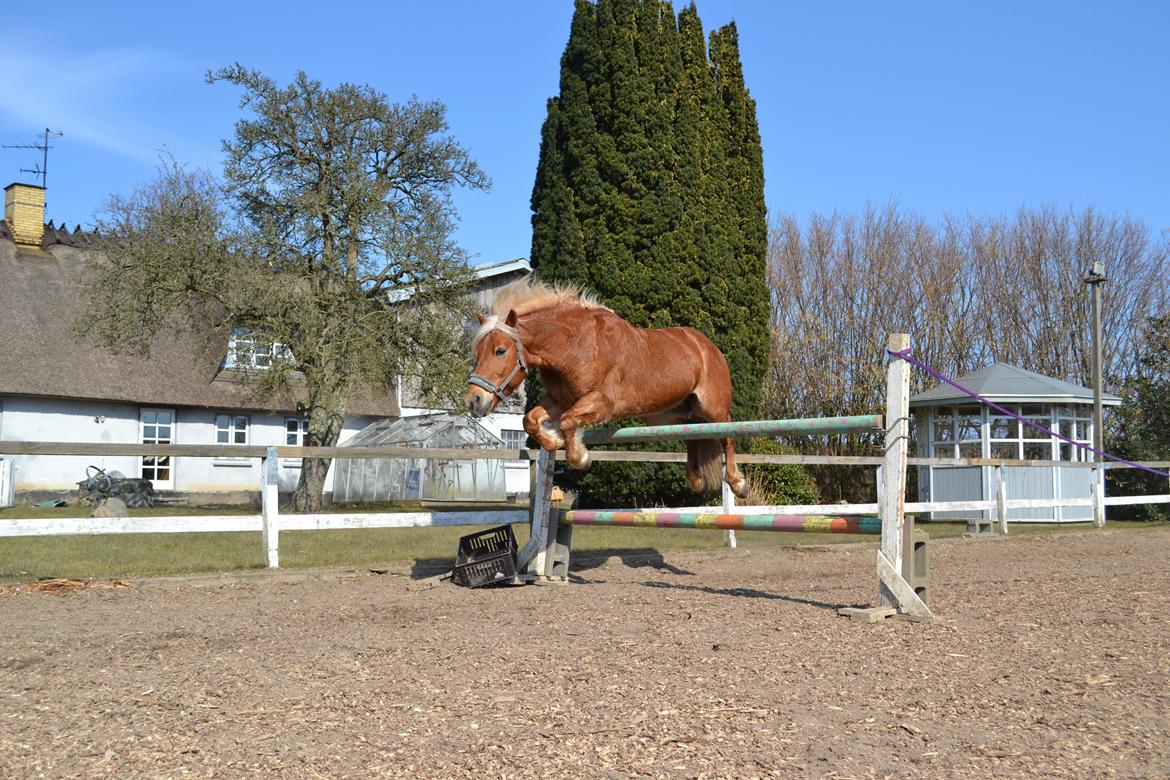 Haflinger Monday Vanja R.I.P - Vanja springer <3 billede 10