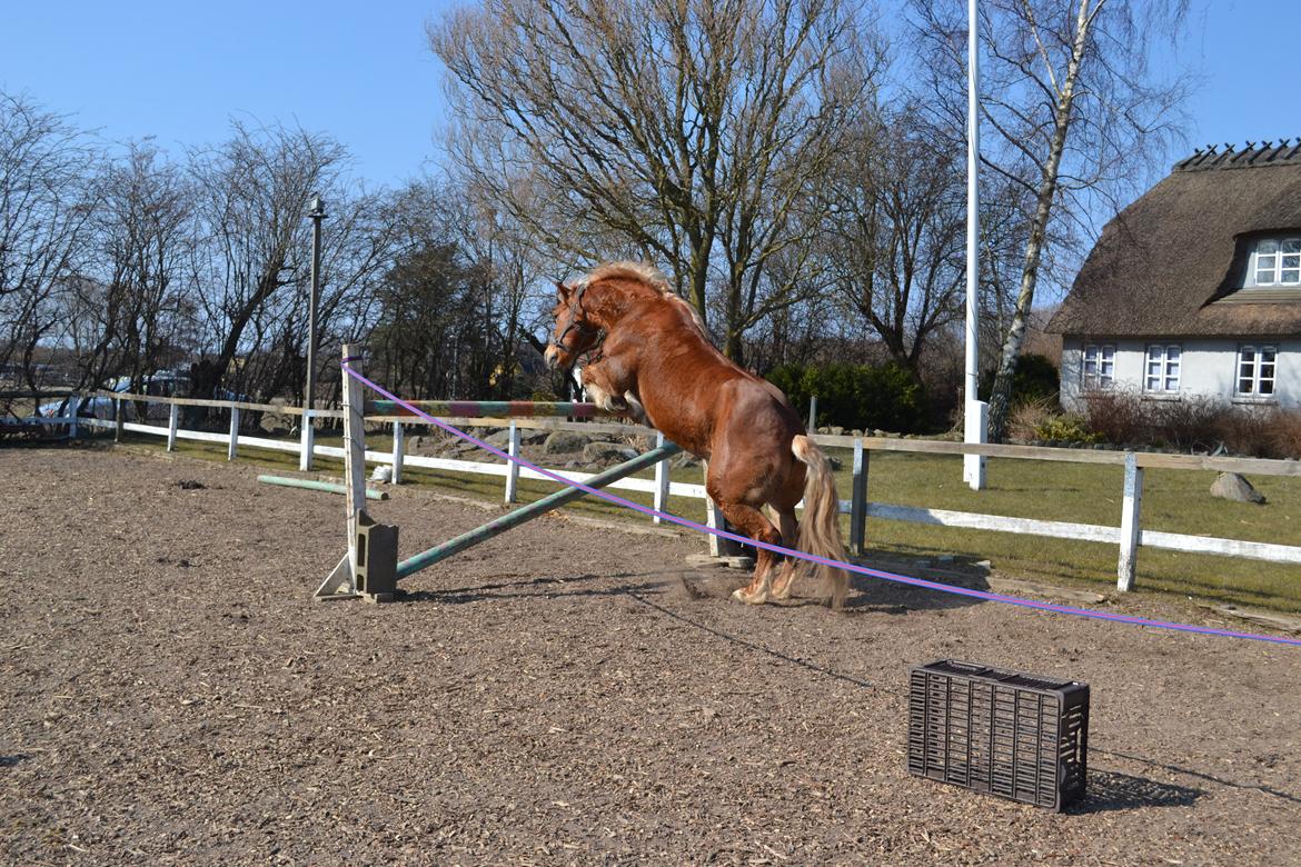 Haflinger Monday Vanja R.I.P - Vanja springer lidt højde! :-D Dygtige Vanja<3 billede 11