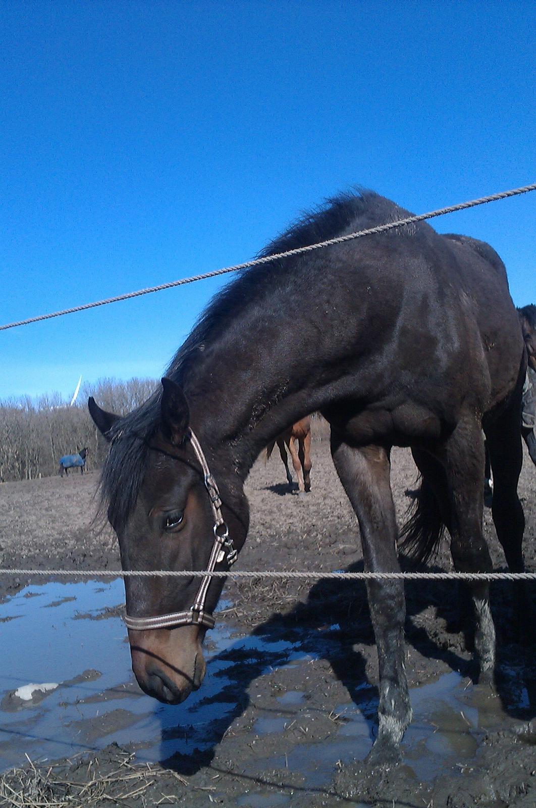 Dansk Varmblod Maluka billede 11