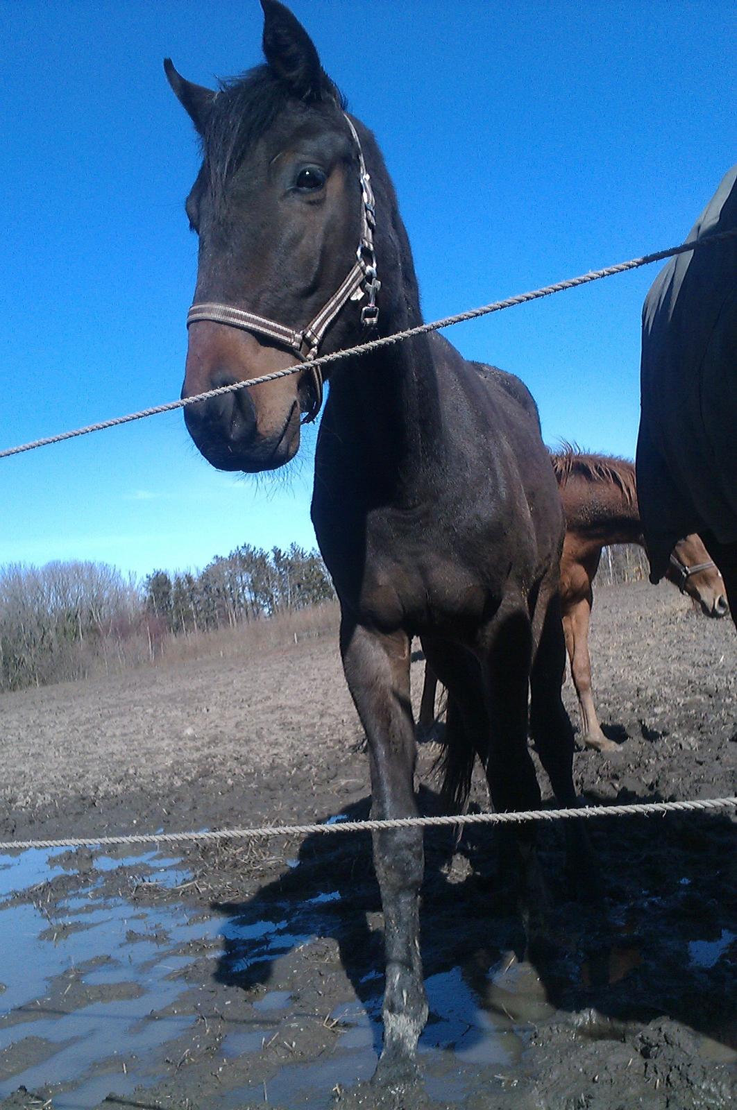 Dansk Varmblod Maluka billede 12