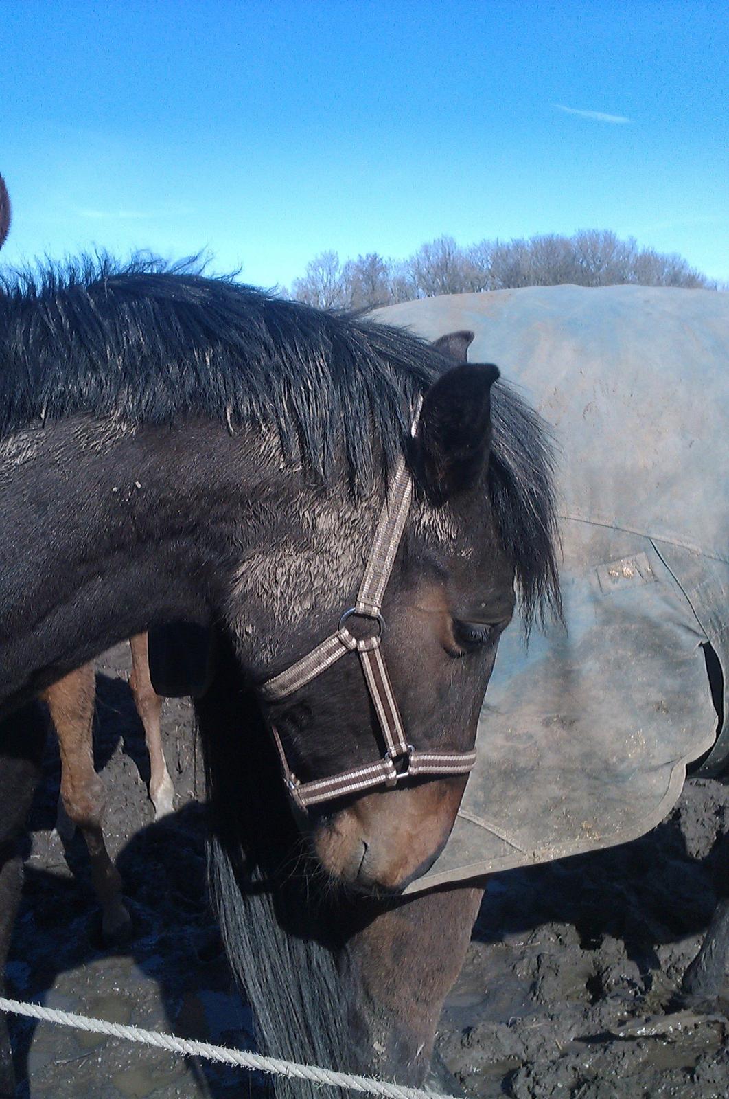 Dansk Varmblod Maluka billede 13