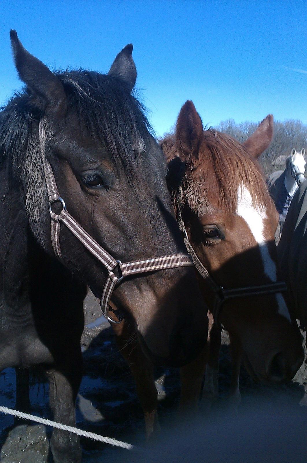 Dansk Varmblod Maluka billede 14