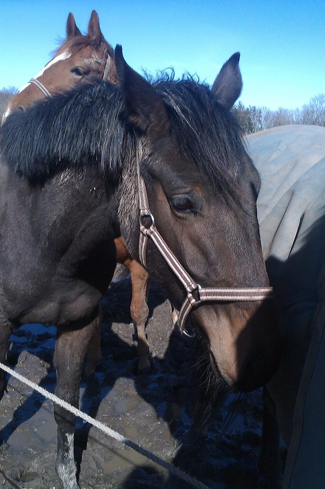 Dansk Varmblod Maluka billede 15