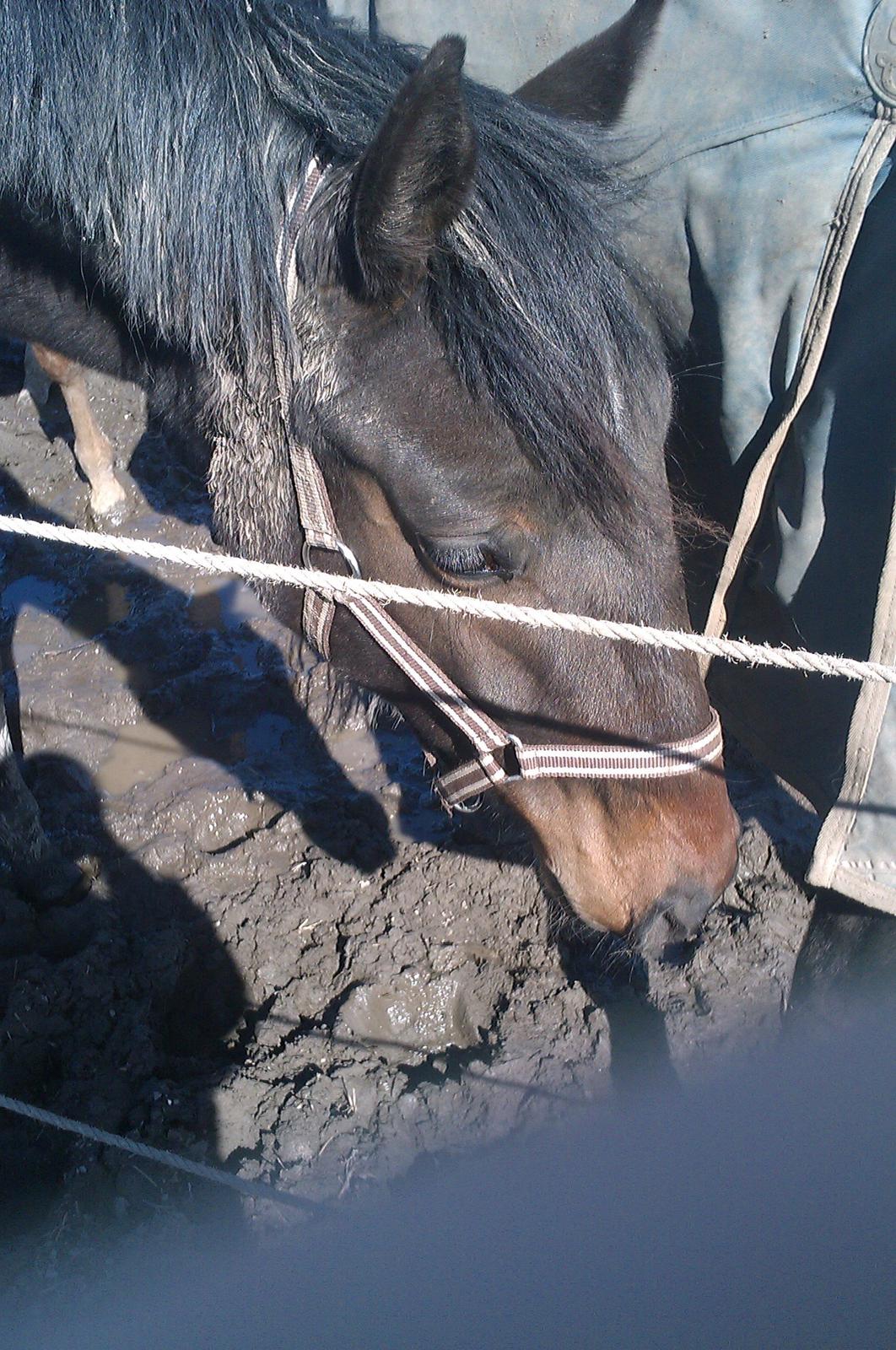 Dansk Varmblod Maluka billede 16