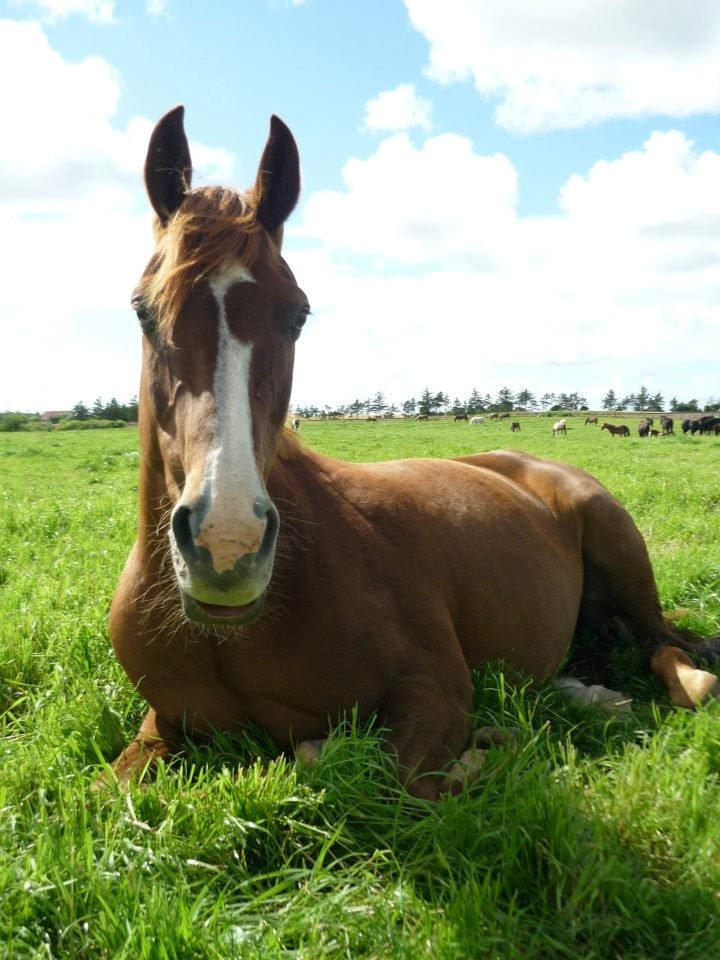 Dansk Varmblod Bæklunds Larissa billede 1