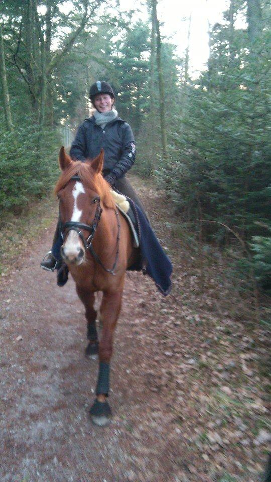 Dansk Varmblod Bæklunds Larissa billede 2