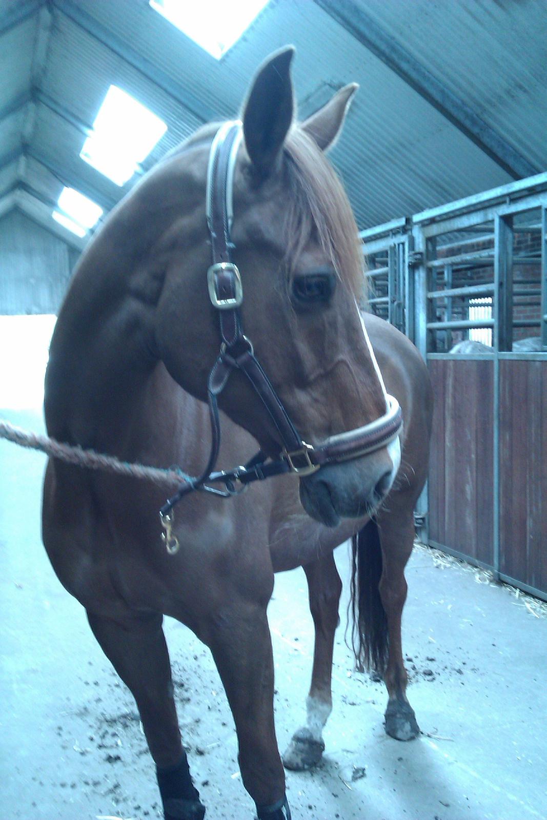 Dansk Varmblod Bæklunds Larissa billede 3