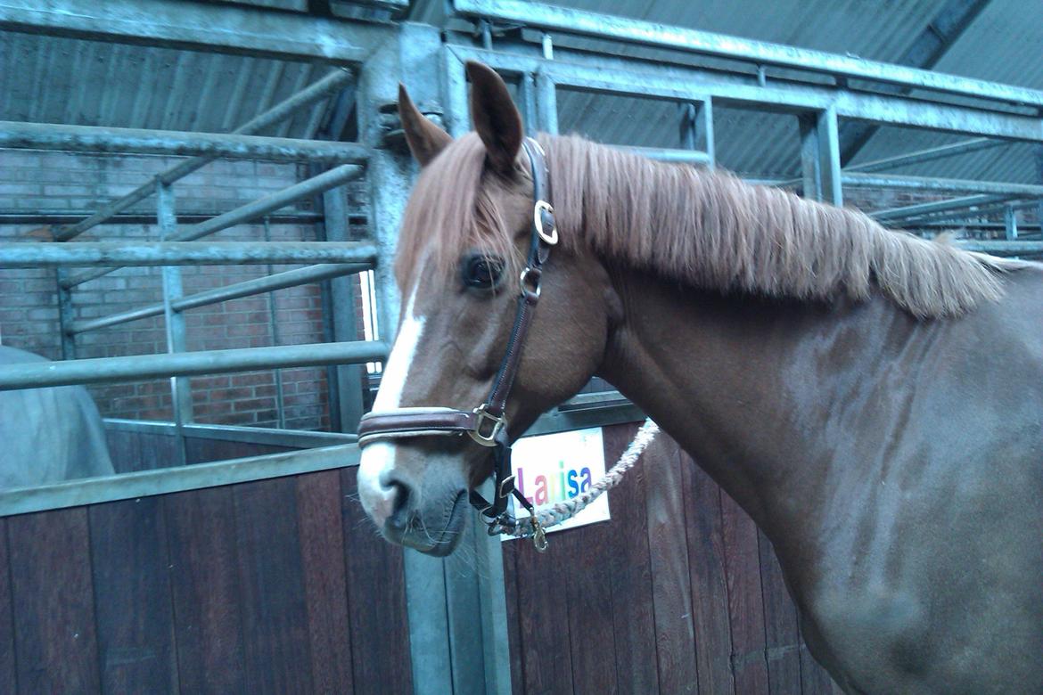 Dansk Varmblod Bæklunds Larissa billede 4