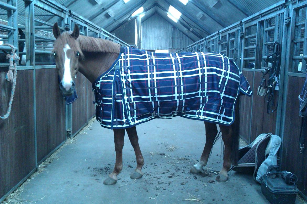 Dansk Varmblod Bæklunds Larissa billede 5