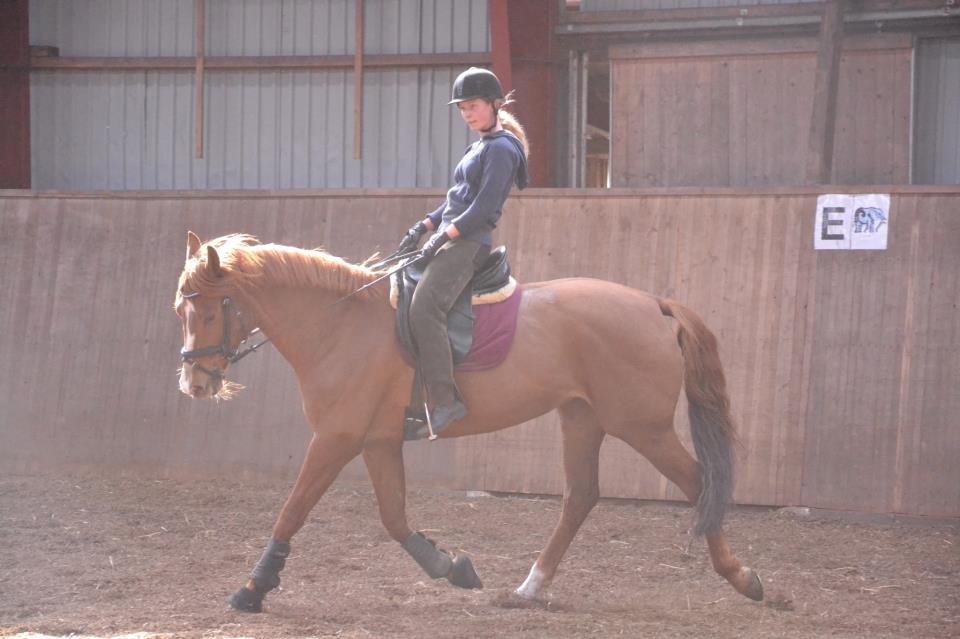 Dansk Varmblod Bæklunds Larissa billede 6