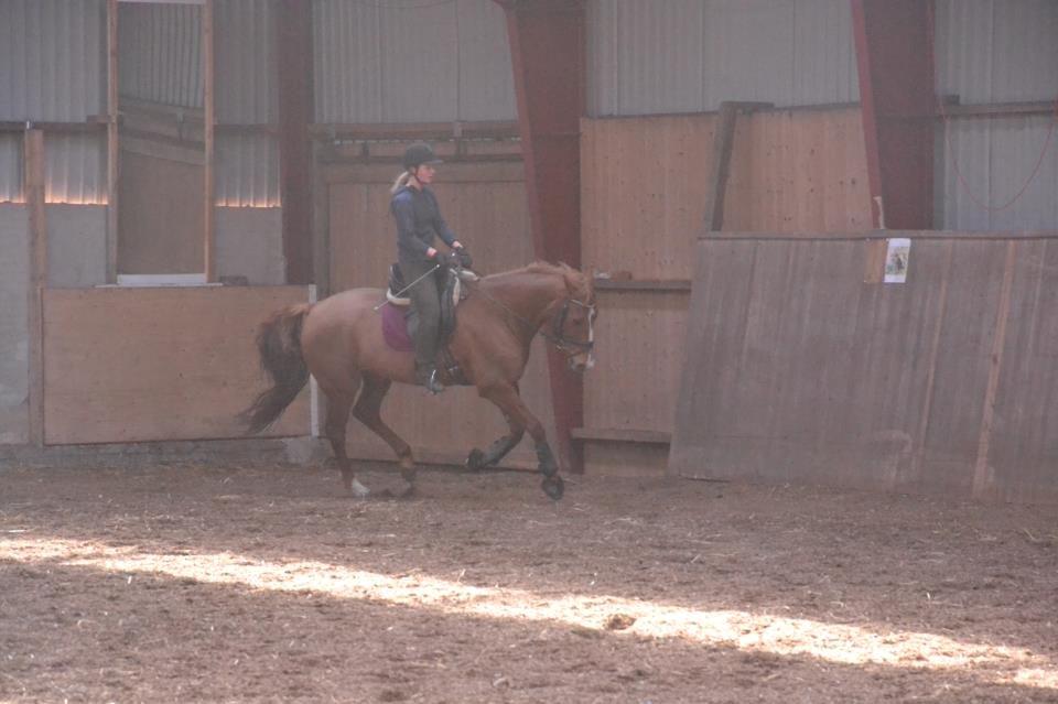 Dansk Varmblod Bæklunds Larissa billede 7