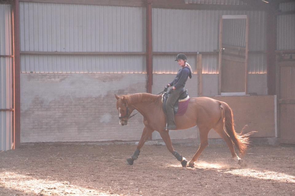 Dansk Varmblod Bæklunds Larissa billede 8