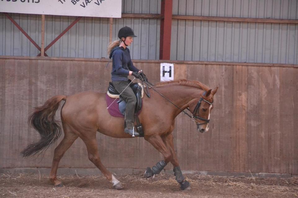 Dansk Varmblod Bæklunds Larissa billede 9