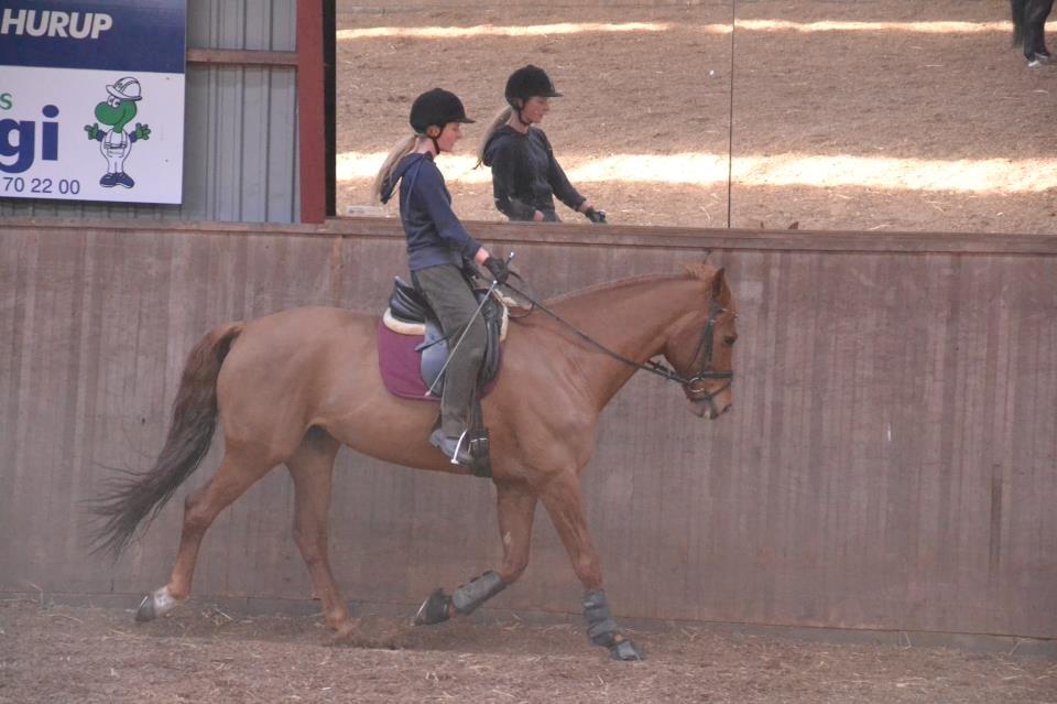 Dansk Varmblod Bæklunds Larissa billede 10