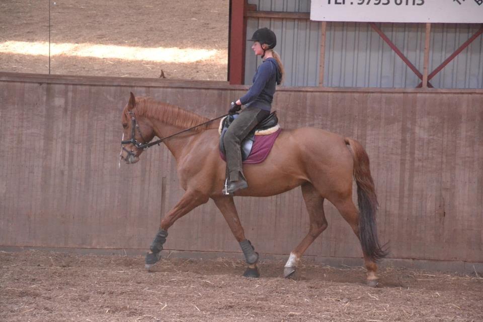 Dansk Varmblod Bæklunds Larissa billede 11
