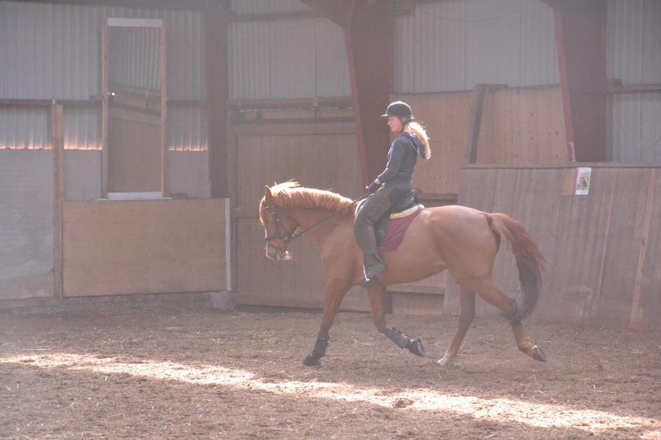 Dansk Varmblod Bæklunds Larissa billede 12