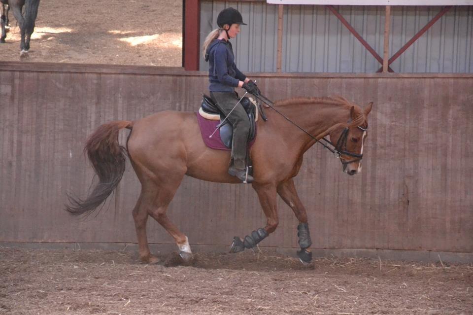 Dansk Varmblod Bæklunds Larissa billede 13