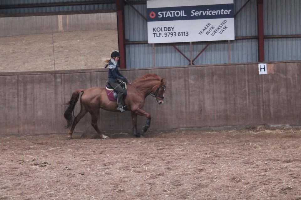 Dansk Varmblod Bæklunds Larissa billede 14