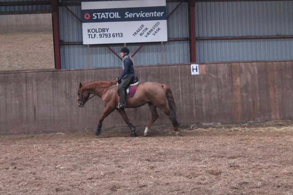 Dansk Varmblod Bæklunds Larissa billede 15