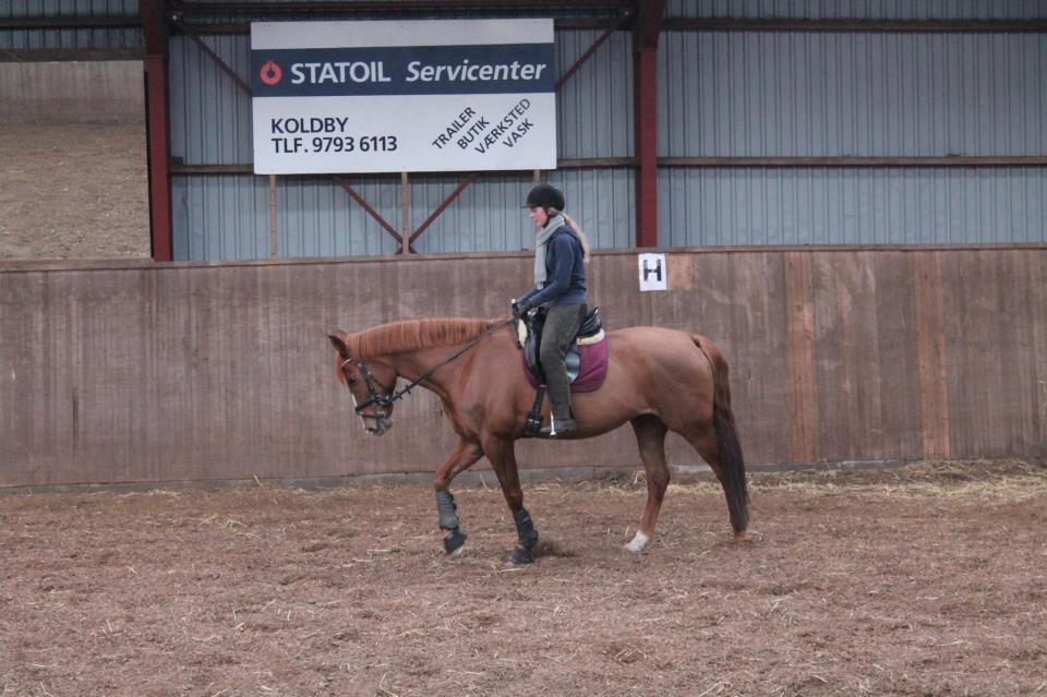 Dansk Varmblod Bæklunds Larissa billede 16