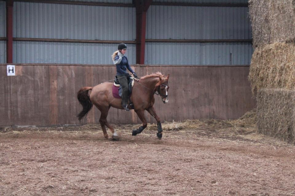 Dansk Varmblod Bæklunds Larissa billede 17