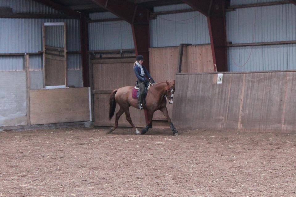 Dansk Varmblod Bæklunds Larissa billede 18