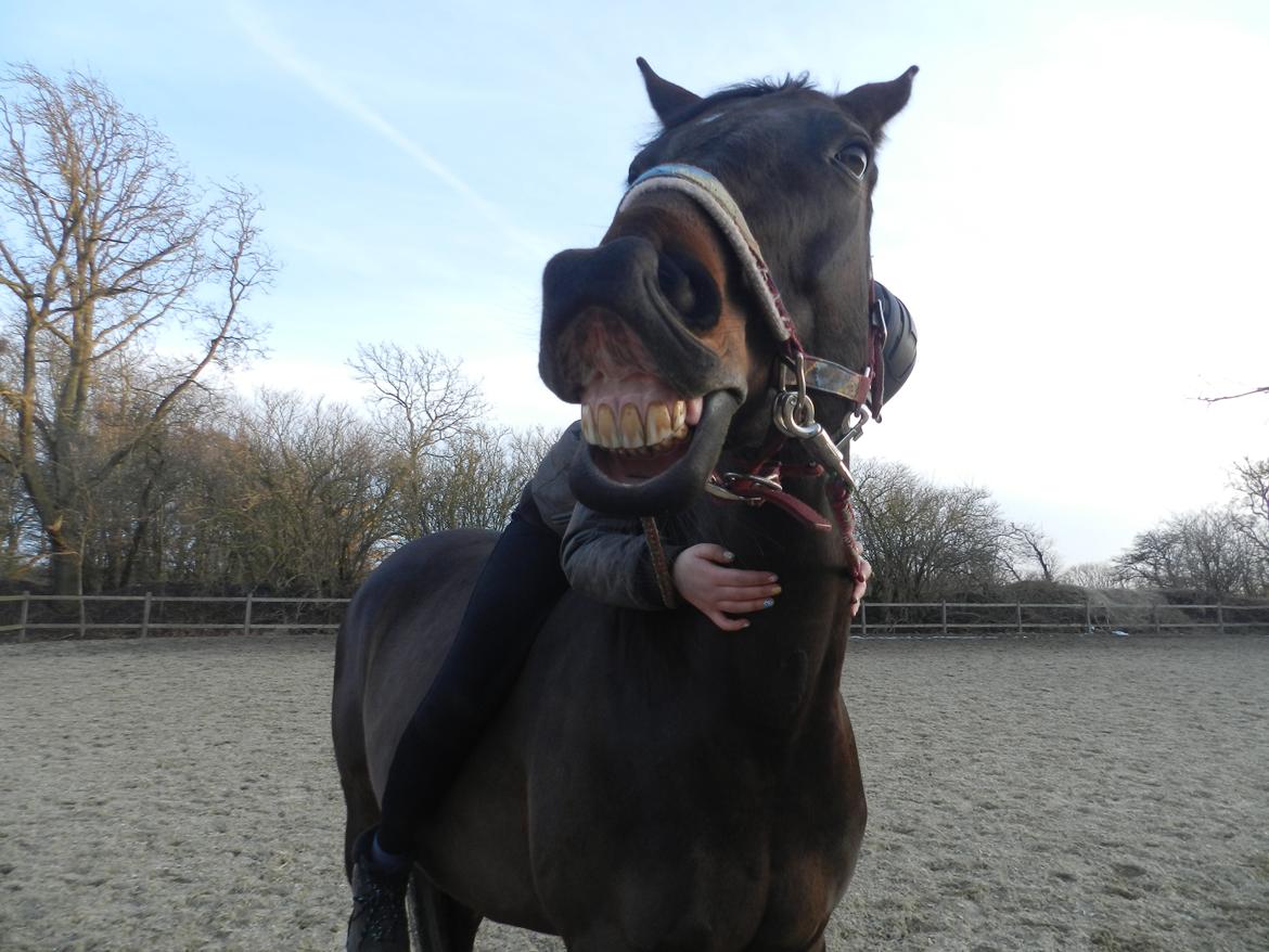 Polsk Varmblod Gaja "R.I.P" :'( - Stort smil! :D <3 billede 15