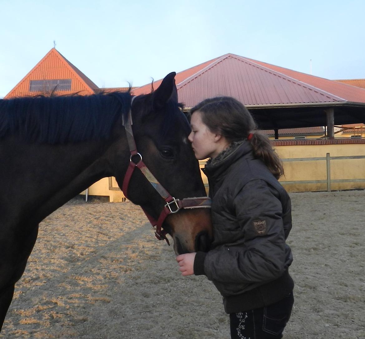 Polsk Varmblod Gaja "R.I.P" :'( - Fordi jeg elsker dig, og altid vil elske dig <3 billede 11