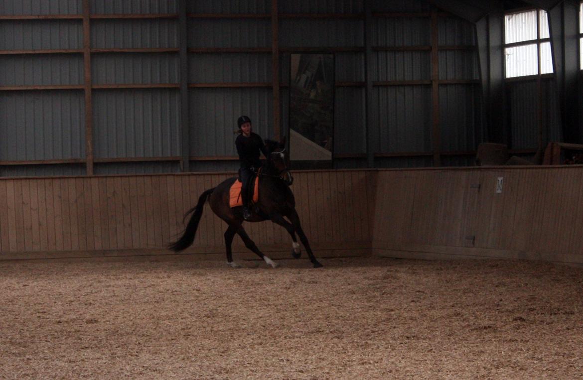 Dansk Varmblod Bukkerups Aiko - Suuuuper hest i smuk galop. Der er ved at være styr på de lange stænger ;) | Foto: Jens Sørensen, 7. april 2013 billede 9