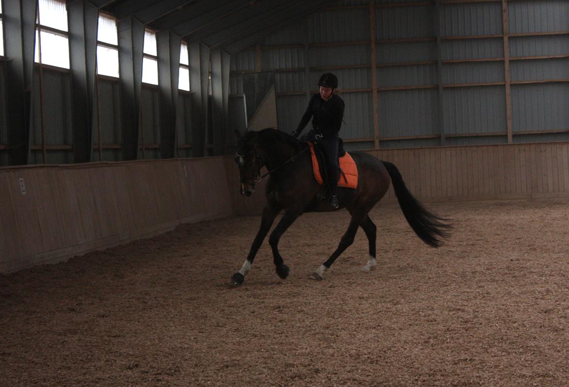 Dansk Varmblod Bukkerups Aiko - Så changere vi da også igennem et par travtrin over midten. | Foto: Jens Sørensen, 7. april 2013 billede 18