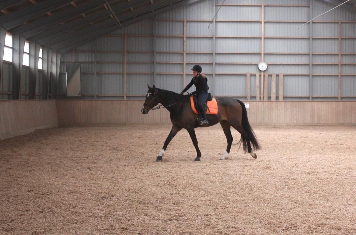 Dansk Varmblod Bukkerups Aiko - Dyyyygtig hesti! | Foto: Jens Sørensen, 7. april 2013 billede 14