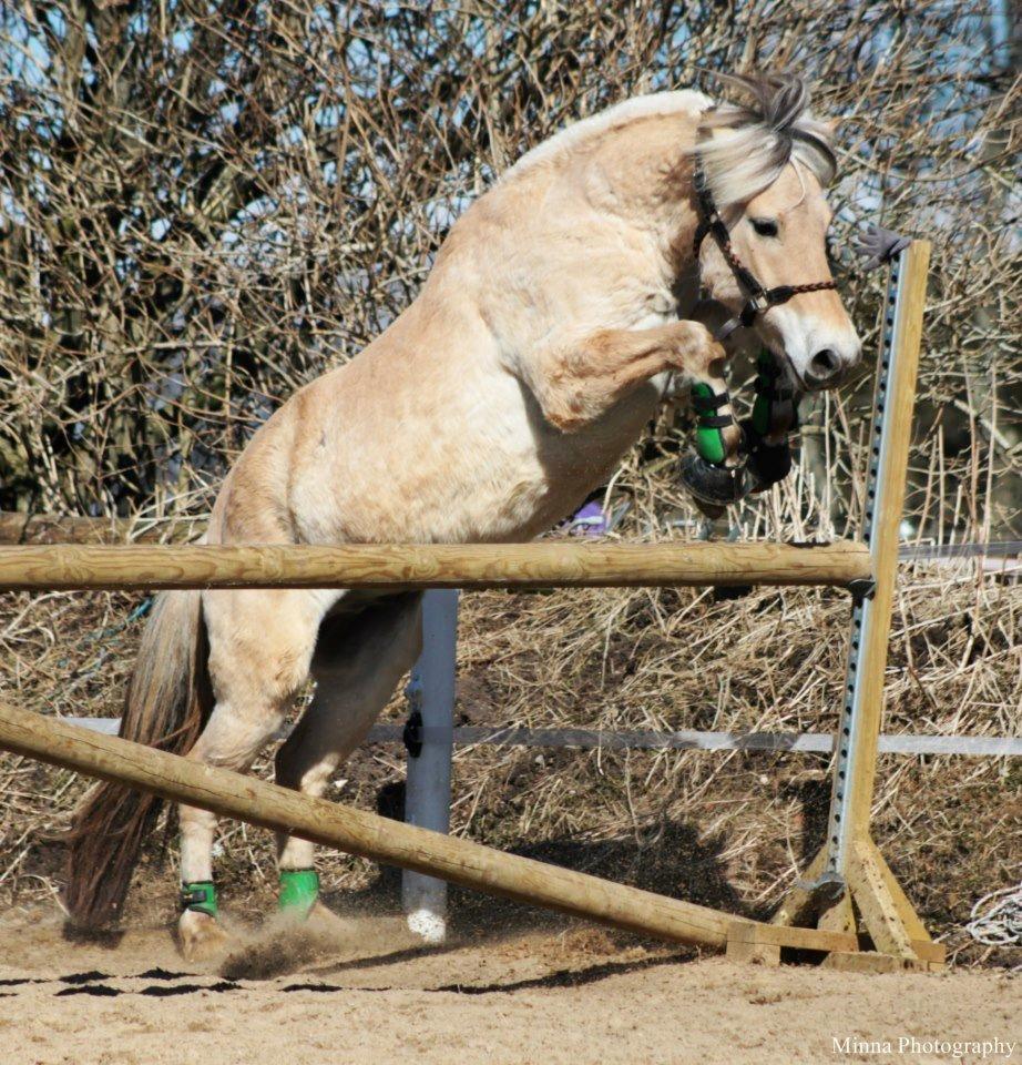 Fjordhest JNT's Silas - Forår 2013 billede 6
