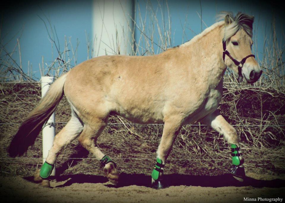 Fjordhest JNT's Silas - Forår 2013 billede 10