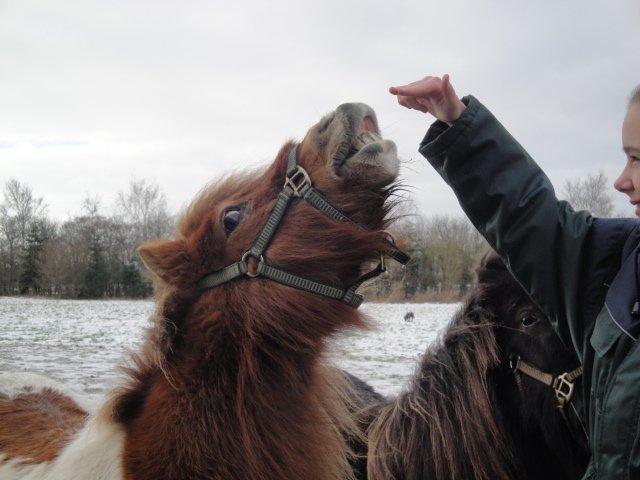 Shetlænder Tulle - Smiile! :) billede 15