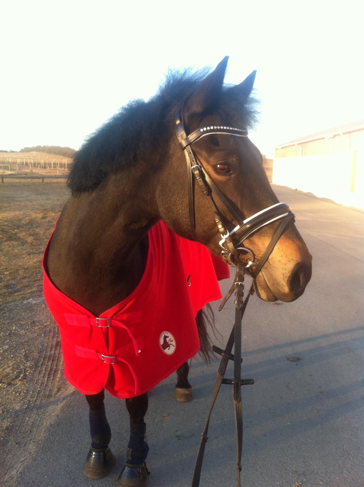 Anden særlig race Rubinja<3 billede 7