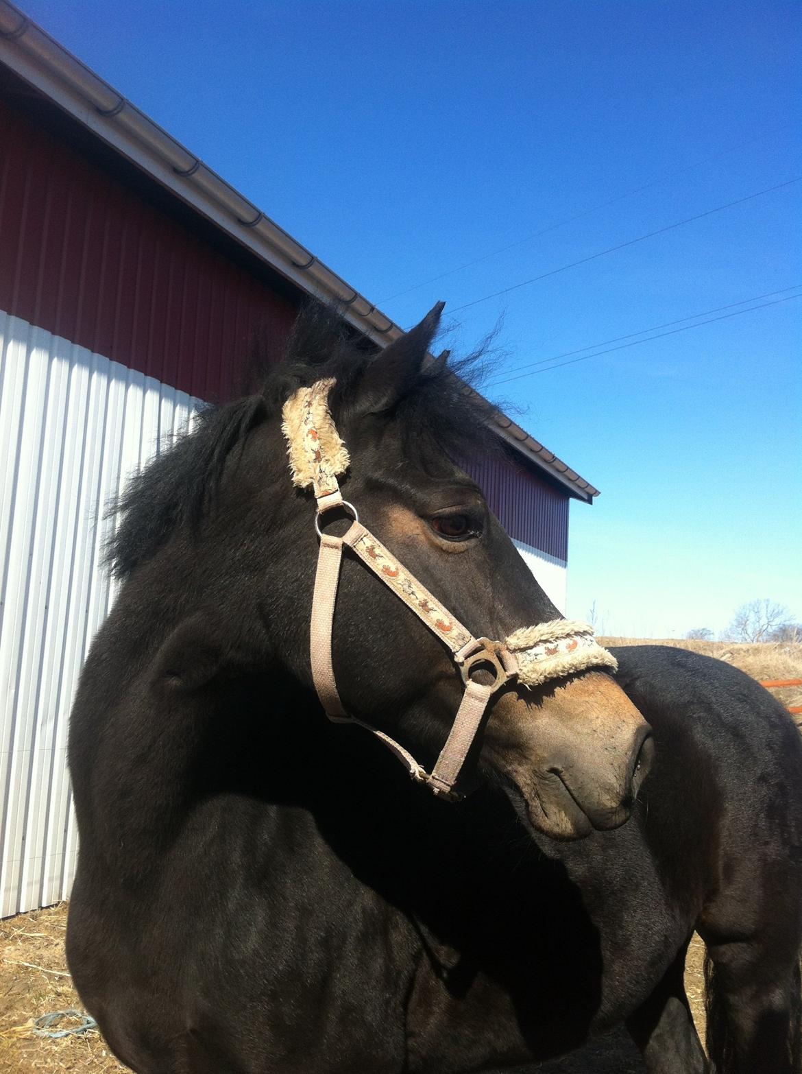 Anden særlig race Rubinja<3 billede 8