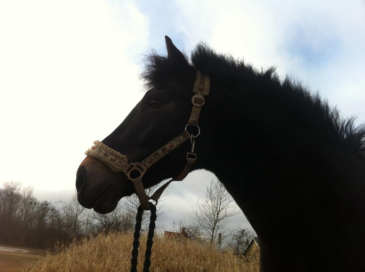 Anden særlig race Rubinja<3 billede 10